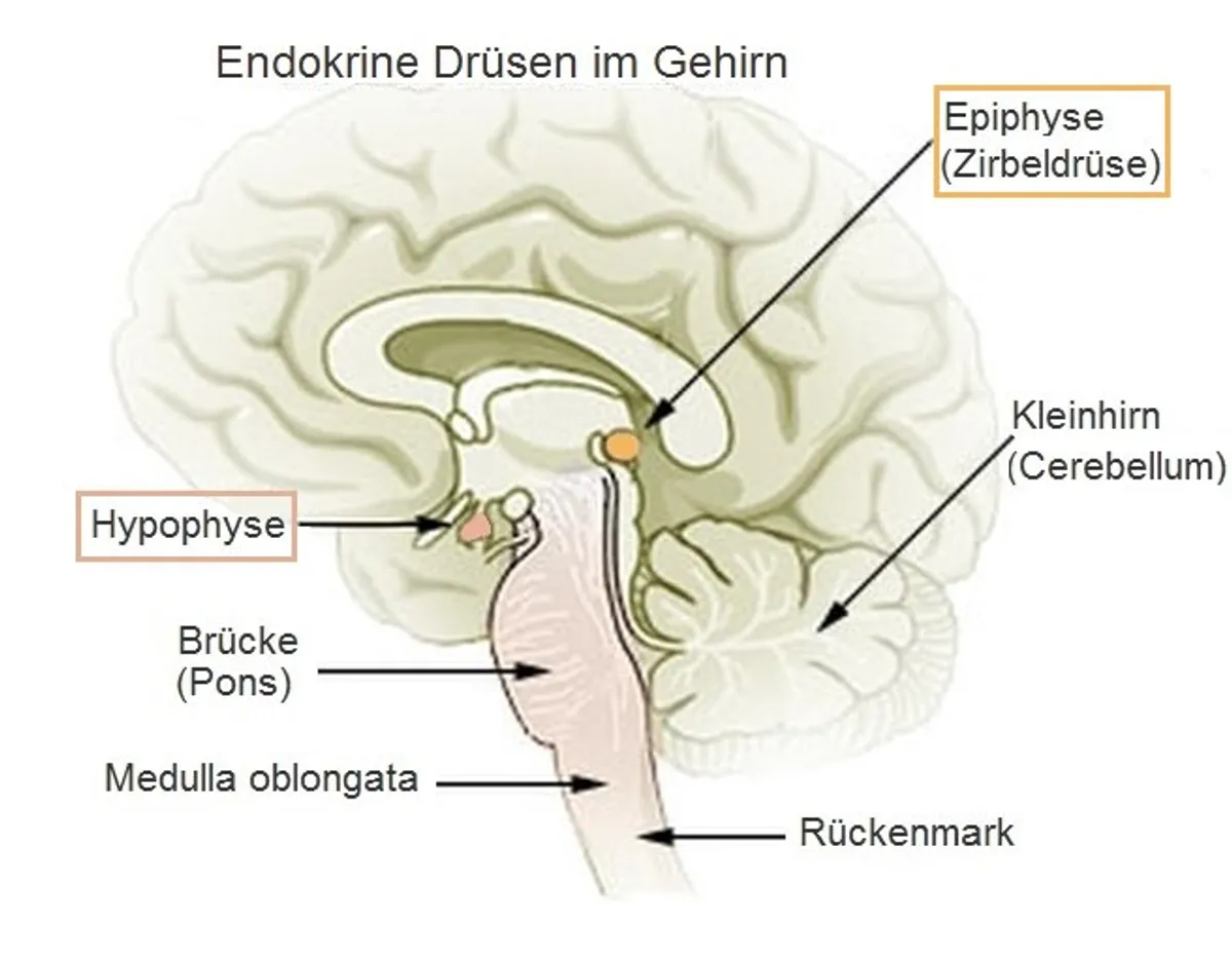 Welchen Einfluss hat die Zirbeldrüse auf den Schlaf?