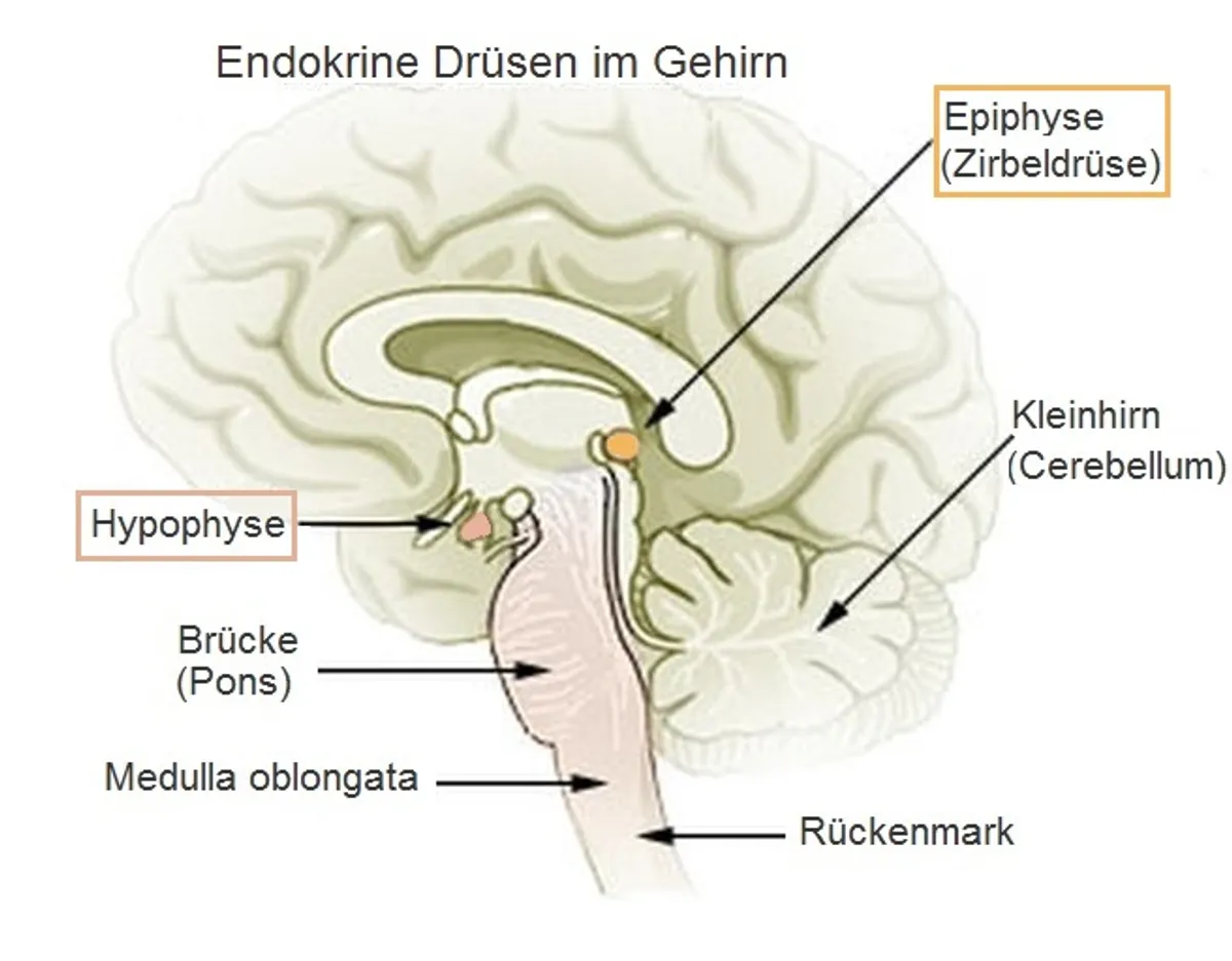 Welchen Einfluss hat die Zirbeldrüse auf den Schlaf?