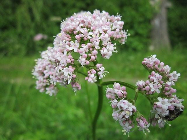 Baldrian (Valeriana Officinalis) als natürliche Einschlafhilfe