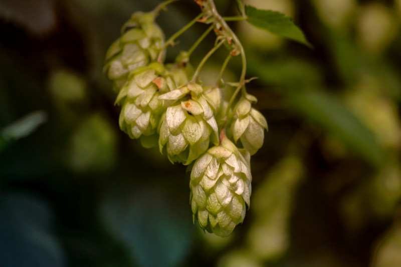 Hopfen (Humulus lupulus L.): Pflanzliche Schlafhilfe