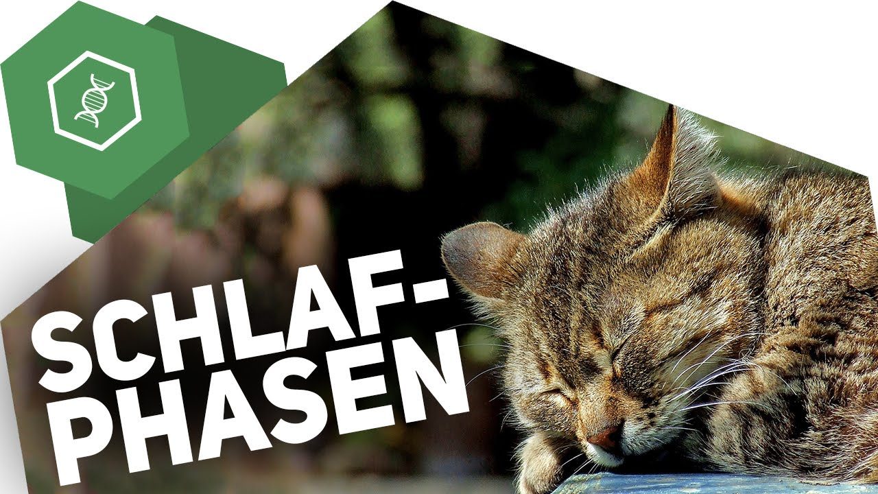 Video auf YouTube ansehen