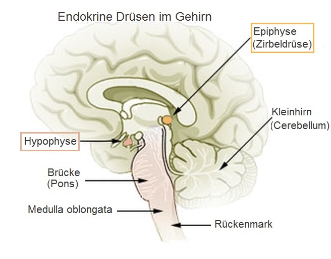 Endokrine Drüsen im Gehirn: Epiphyse/Zirbeldrüse